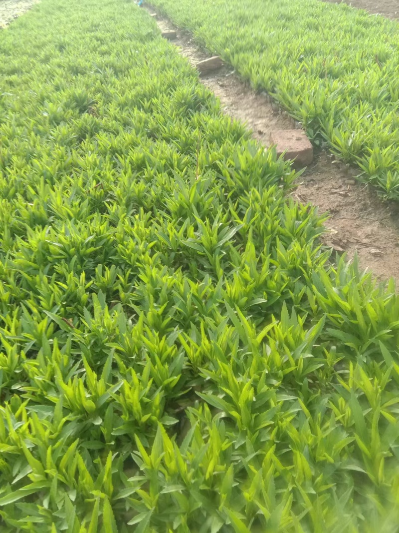 三七景天费菜救心菜高钙菜常年销售各种绿化苗木