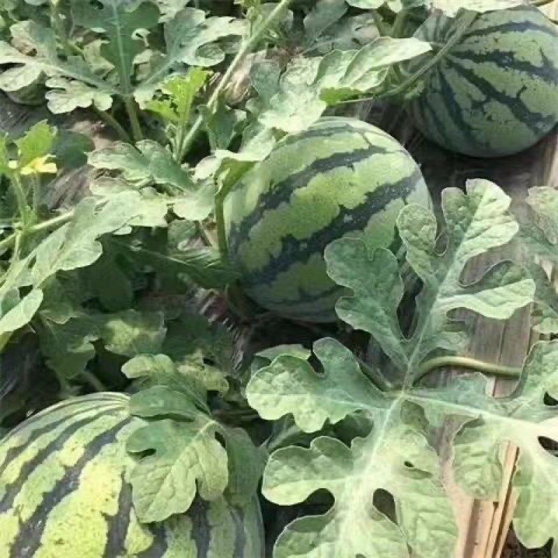 【广西西瓜】甜王西瓜皮薄甜度高可视频实地看货量大从优
