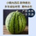 精品山东西瓜全美2k西瓜品质好口感棒货源充足！