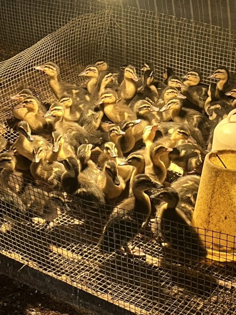 花边鸭花边鸭苗耐粗饲出栏快抗病能力强