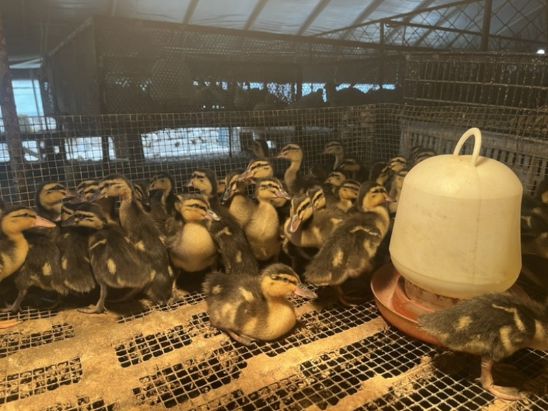 花边鸭花边鸭苗耐粗饲出栏快抗病能力强