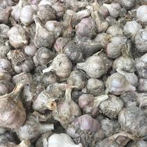 温二早，紫皮蒜蒜种，自留种大蒜，欢迎我购买