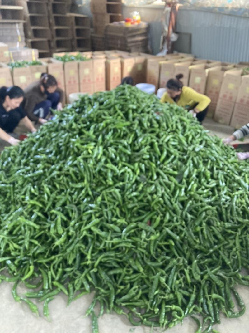 大量供应辣妹子辣椒，一手货源，产地直发，日供10万斤