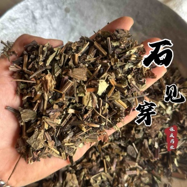 石见穿实拍过筛货保庆药业批发石见川