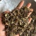 石见穿实拍过筛货保庆药业批发石见川