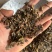 石见穿实拍过筛货保庆药业批发石见川