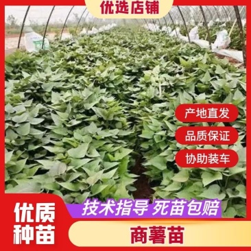商薯19，基地种植，量大质优，价格优惠
