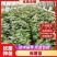 商薯19，基地种植，量大质优，价格优惠