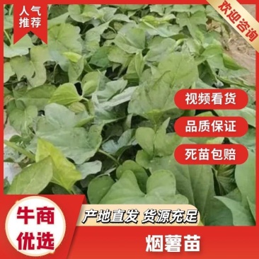 西瓜红薯苗，烟薯苗，商薯19，大田苗，基地直接供应，价格优惠