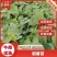 西瓜红薯苗，烟薯苗，商薯19，大田苗，基地直接供应，价格优惠