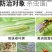 5%阿维菌素红蜘蛛食心虫厂家直发根结线虫菜青虫农药杀虫剂