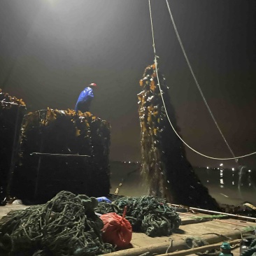 2025福建农家干海带散装特产自家种植厚海带无沙挂菜通货