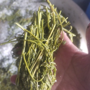 栾芽，木兰菜，木嫩芽，茉莉芽，栾树芽