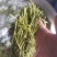 栾芽，木兰菜，木嫩芽，茉莉芽，栾树芽