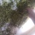 栾芽，木兰菜，木嫩芽，茉莉芽，栾树芽
