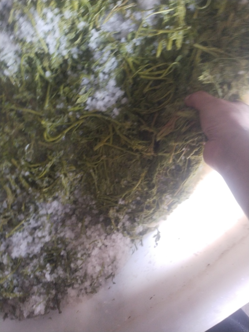 栾芽，木兰菜，木嫩芽，茉莉芽，栾树芽