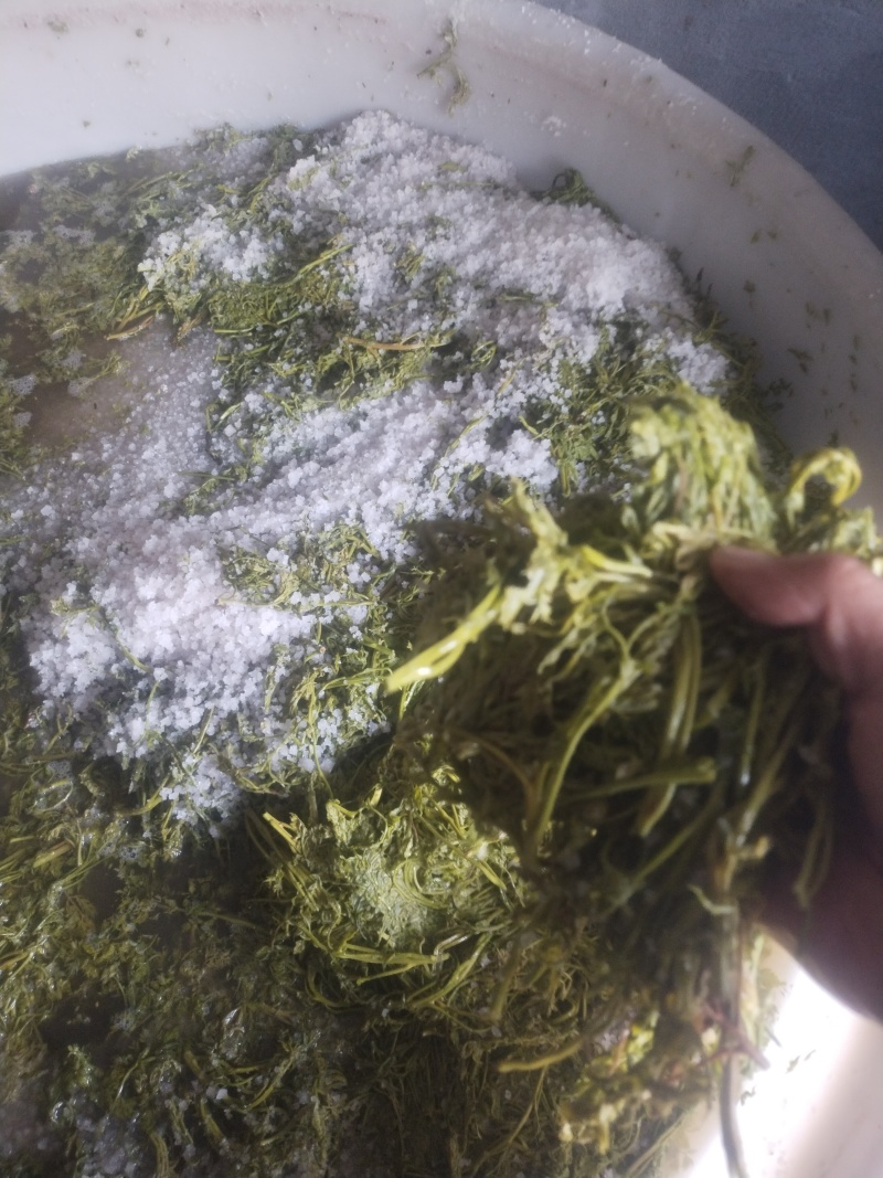栾芽，木兰菜，木嫩芽，茉莉芽，栾树芽
