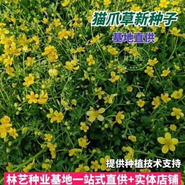 新采药材种子猫爪草种子猫爪草种籽发芽率高量大联系