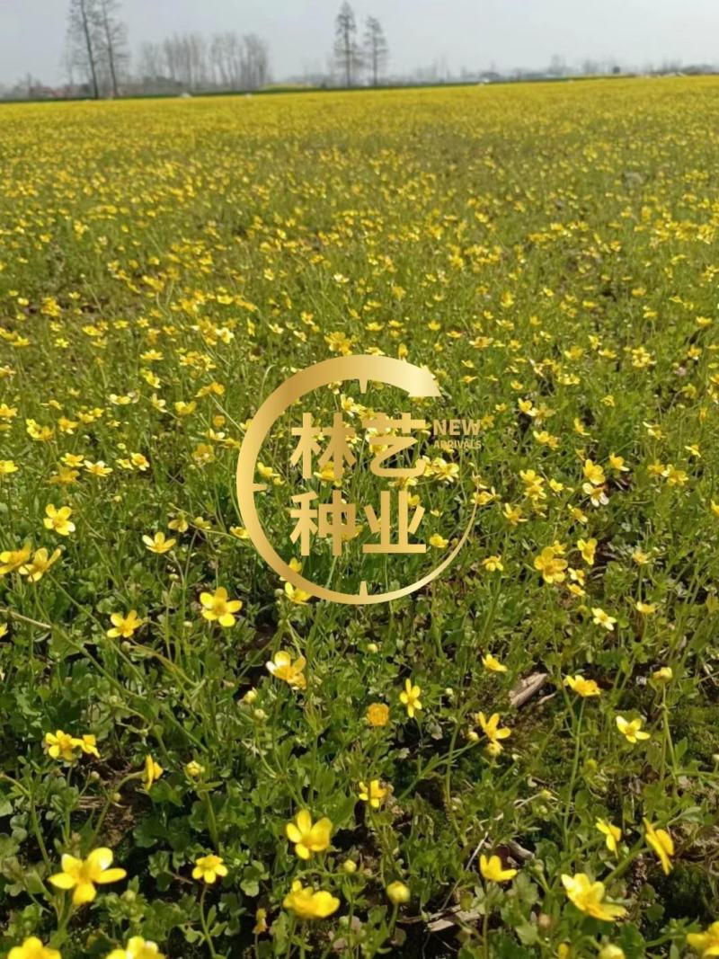 新采药材种子猫爪草种子猫爪草种籽发芽率高量大联系