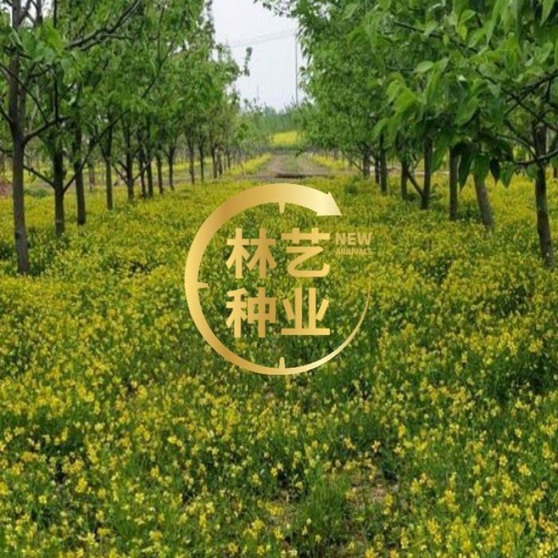 新采药材种子猫爪草种子猫爪草种籽发芽率高量大联系