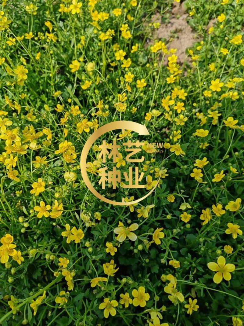 新采药材种子猫爪草种子猫爪草种籽发芽率高量大联系