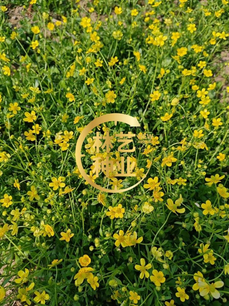 新采药材种子猫爪草种子猫爪草种籽发芽率高量大联系
