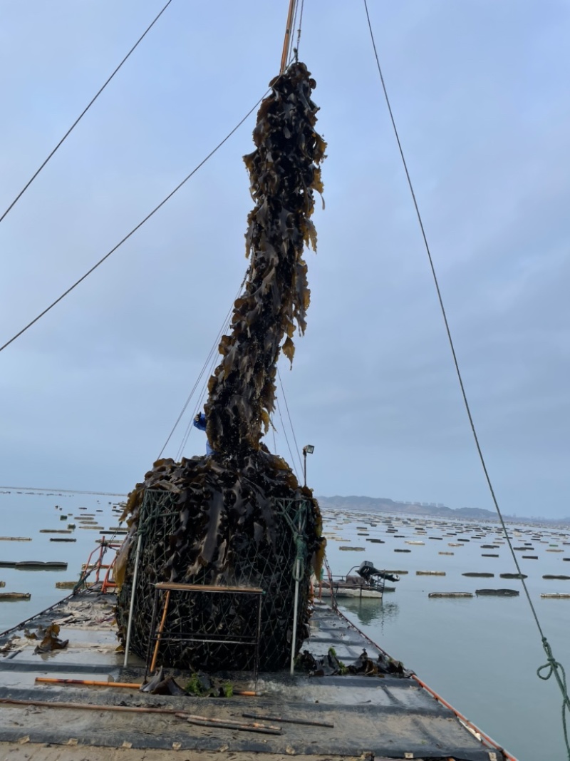 2025福建农家干海带散装特产自家种植厚海带无沙挂菜通货