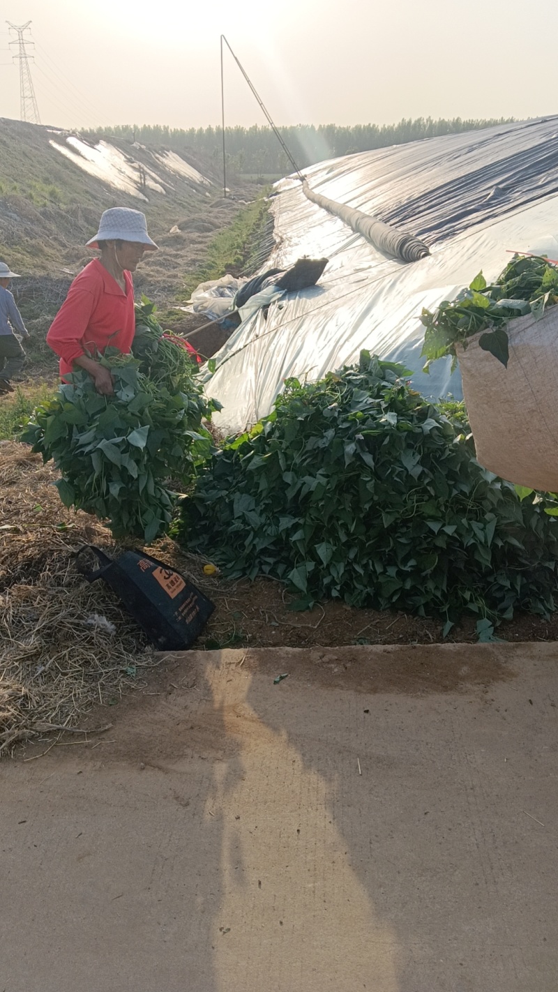 大量供应脱毒西瓜红大田苗，成活率高，数量够数，需要的联