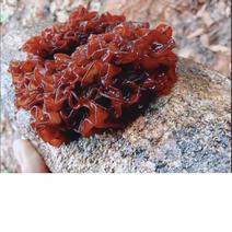 血耳菌棒菌包栽培种出菇包菌种