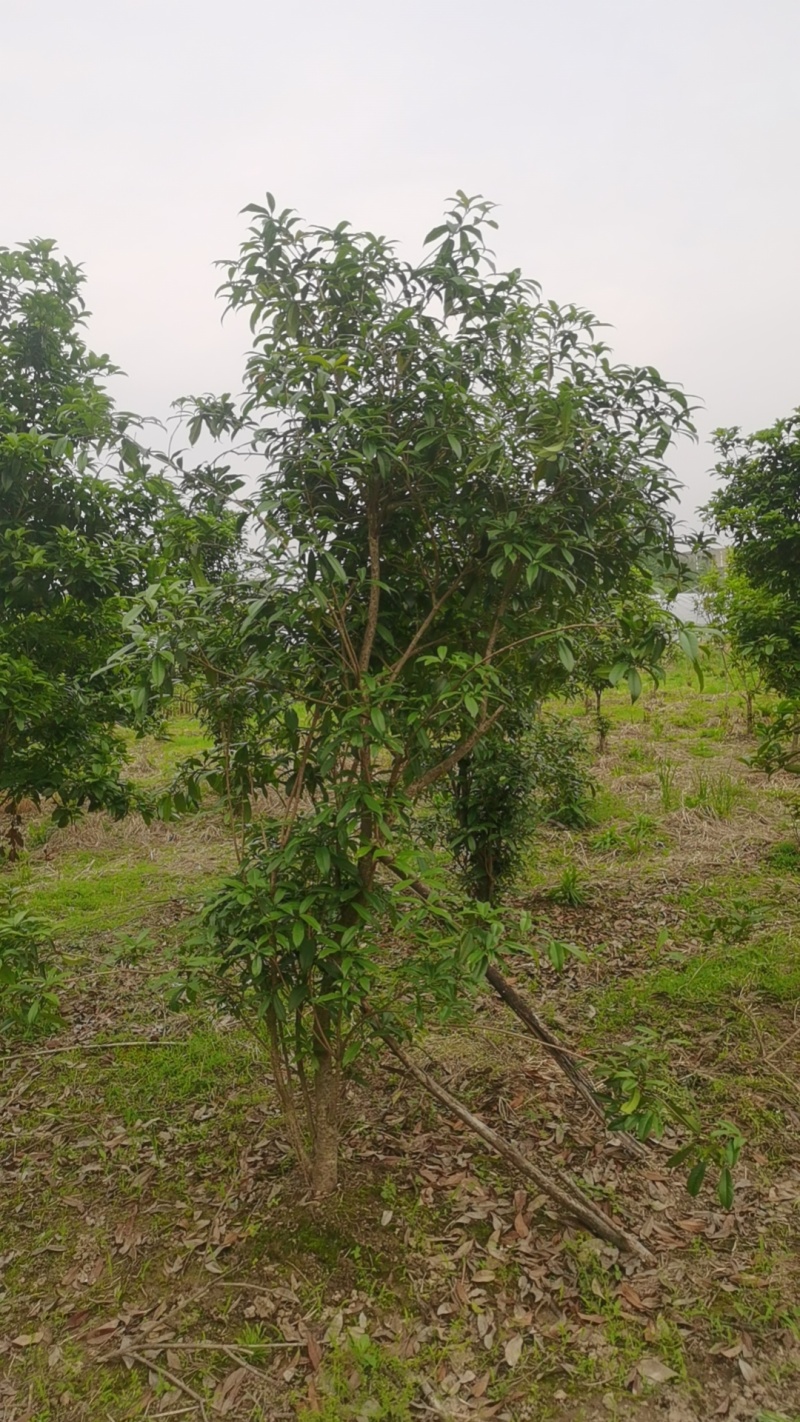 湖北黄冈麻城市八月桂花树，源头种植两年，底价出，诚意来！