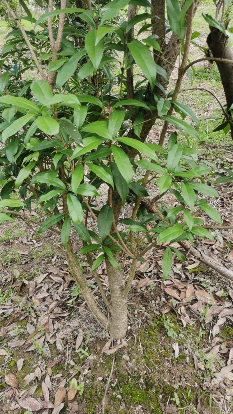 湖北黄冈麻城市八月桂花树，源头种植两年，底价出，诚意来！