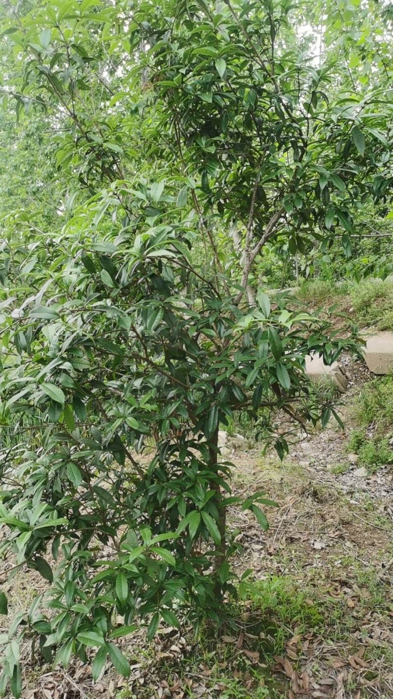 湖北黄冈麻城市八月桂花树，源头种植两年，底价出，诚意来！