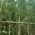 银杏树3～5公分