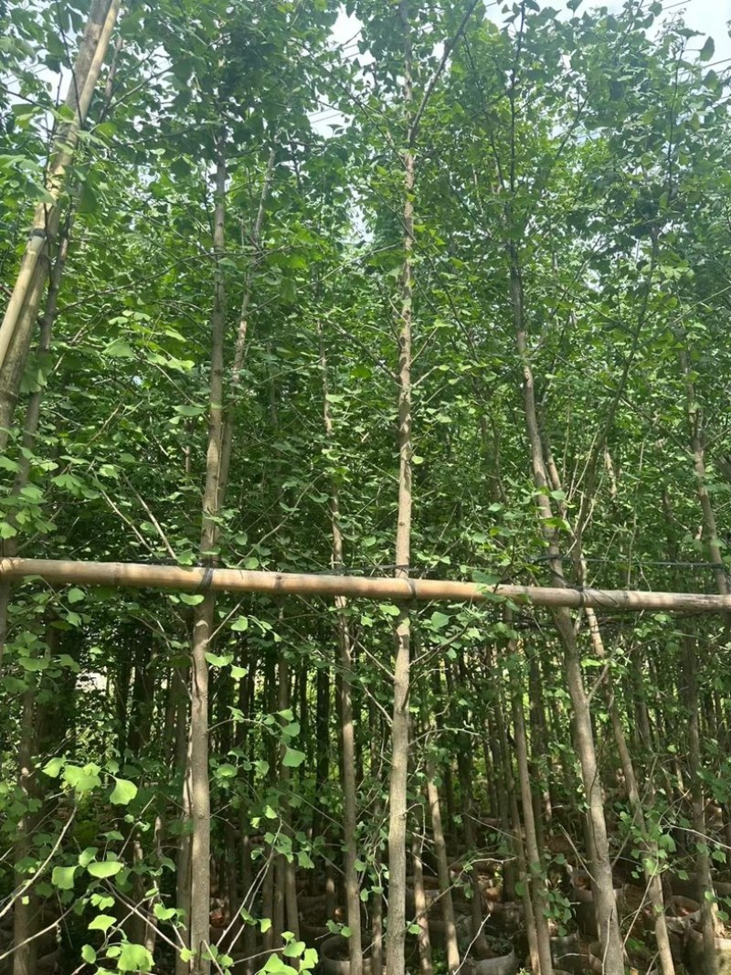 银杏树3～5公分