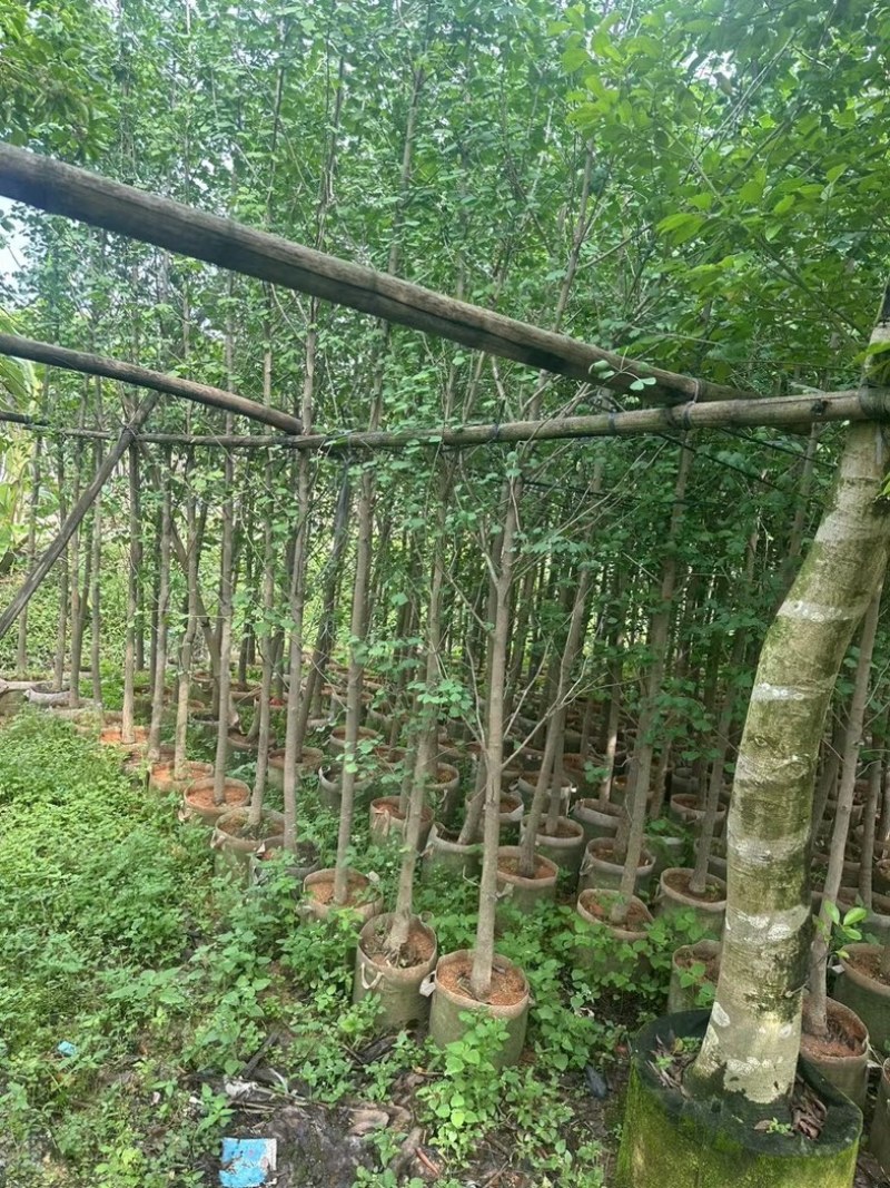 银杏树3～5公分