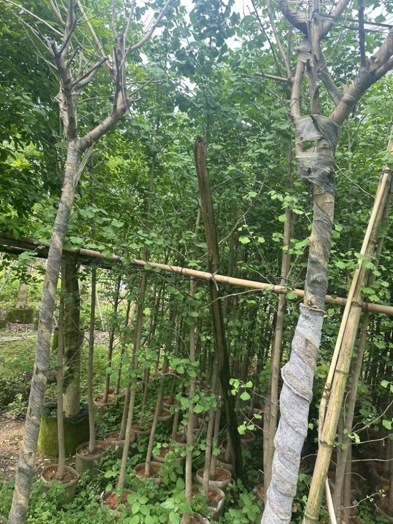 银杏树3～5公分