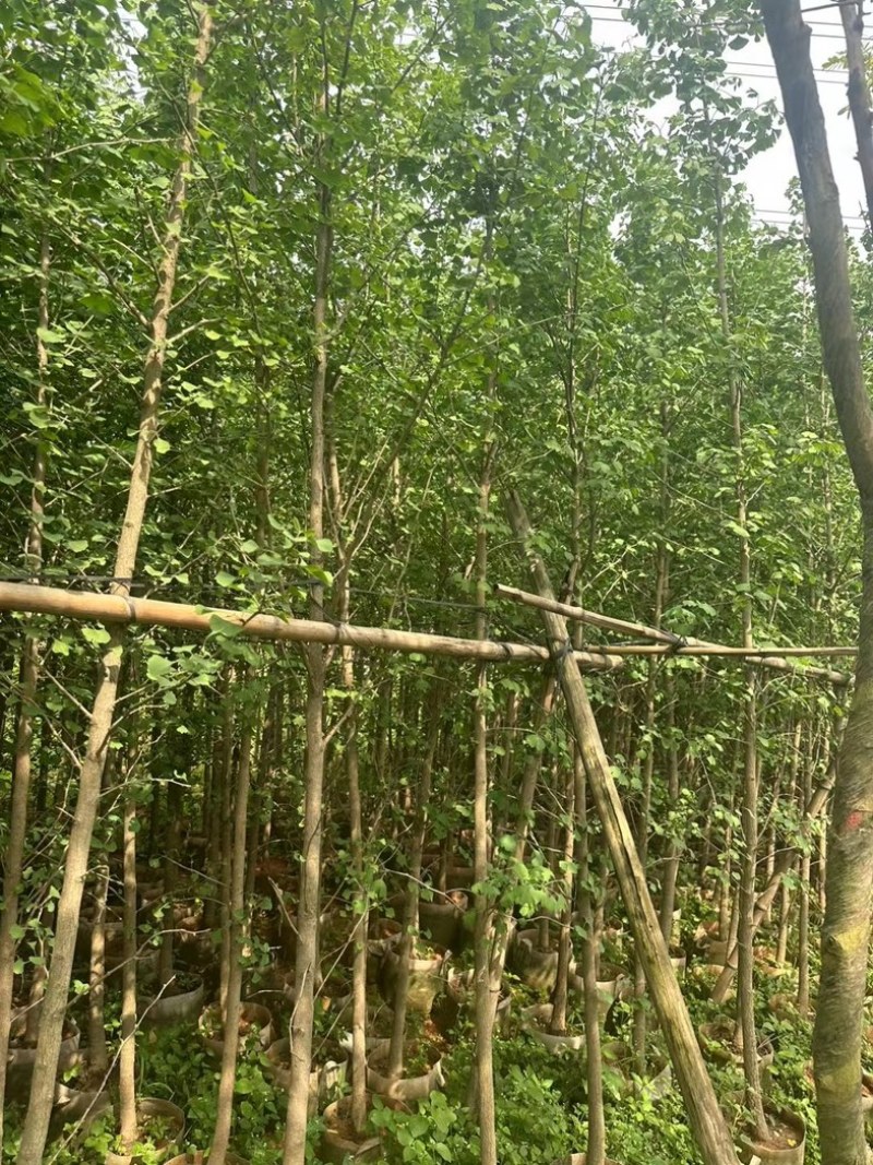银杏树3～5公分