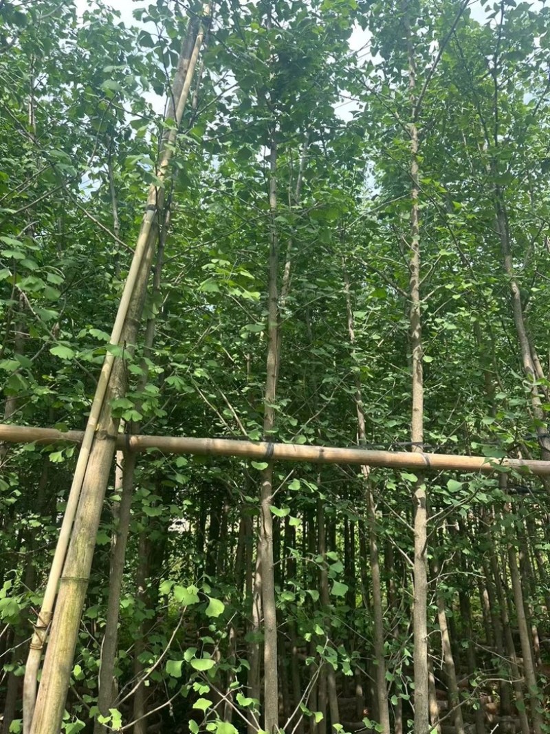 银杏树3～5公分
