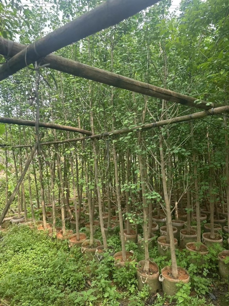 银杏树3～5公分