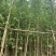 银杏树3～5公分