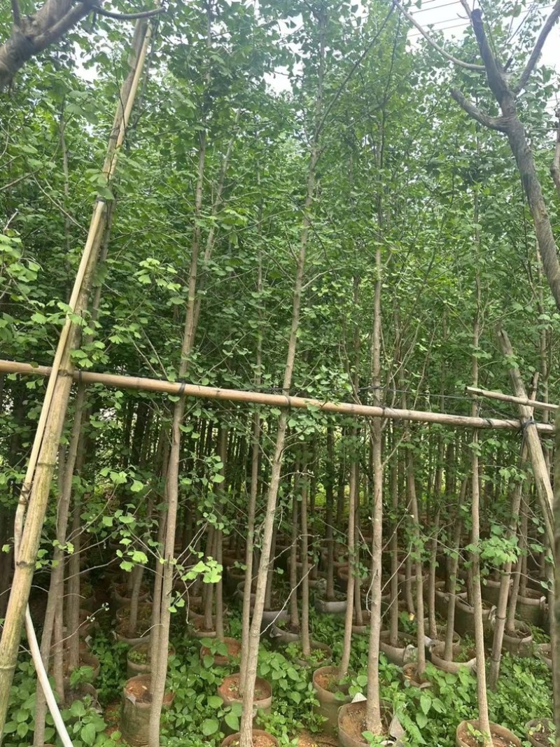 银杏树3～5公分