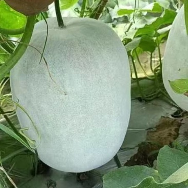 白皮冬瓜大量有货，质量很好平均20多斤欢迎订购