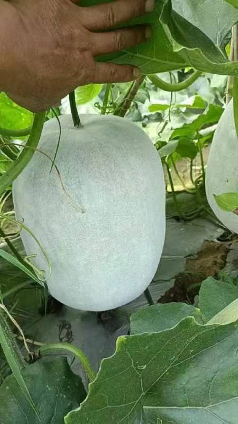 白皮冬瓜大量有货，质量很好平均20多斤欢迎订购