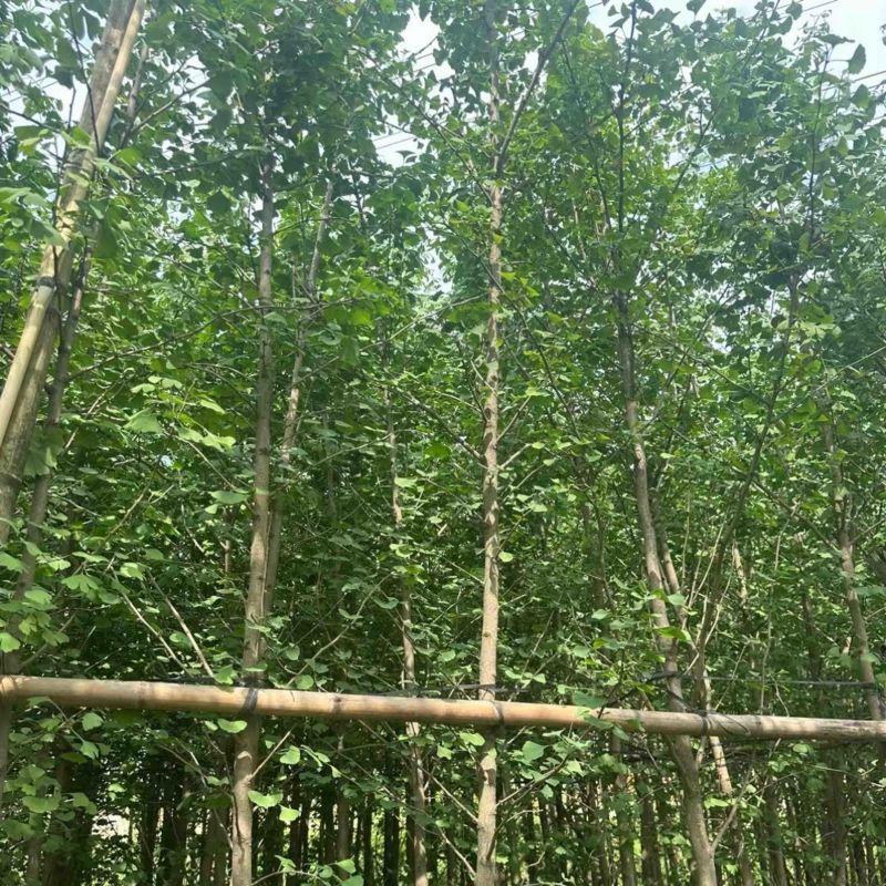 银杏树3～5公分