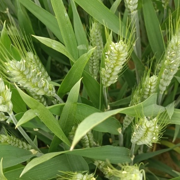 小麦阳花期