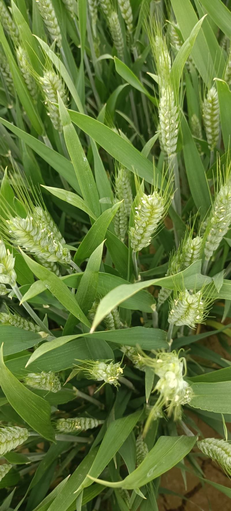 小麦阳花期