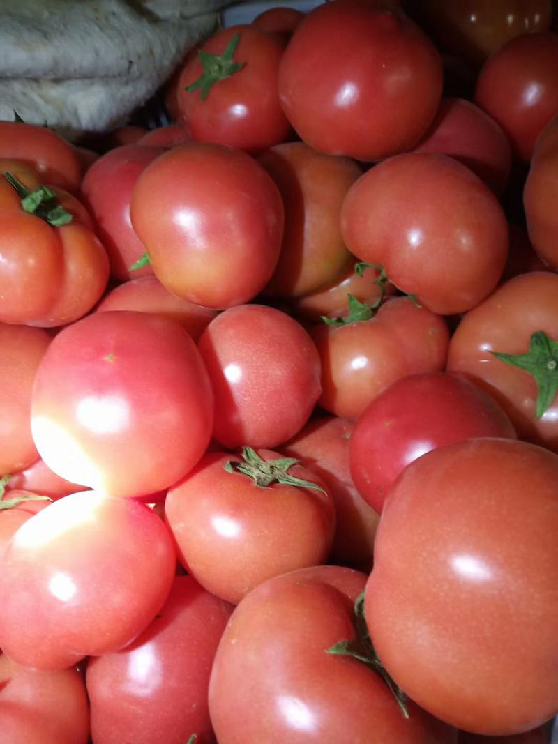 河南商丘精品硬粉西红柿产地发货一手货源批发品质保证价格美