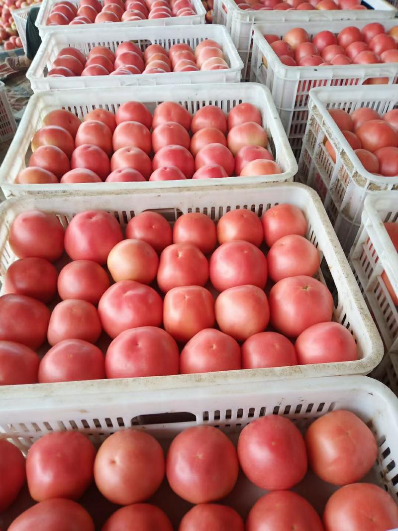 河南商丘精品硬粉西红柿产地发货一手货源批发品质保证价格美
