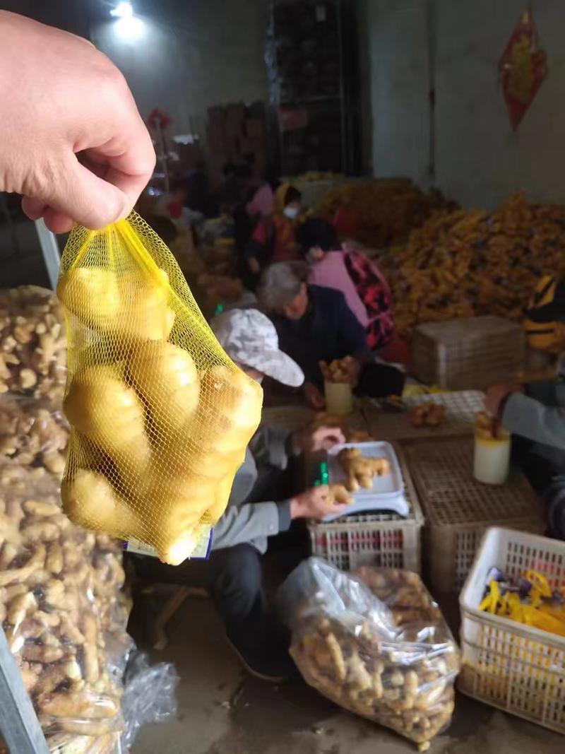 推荐-福州大黄姜产地农户一手货源批发《代存、鲜大黄姜》