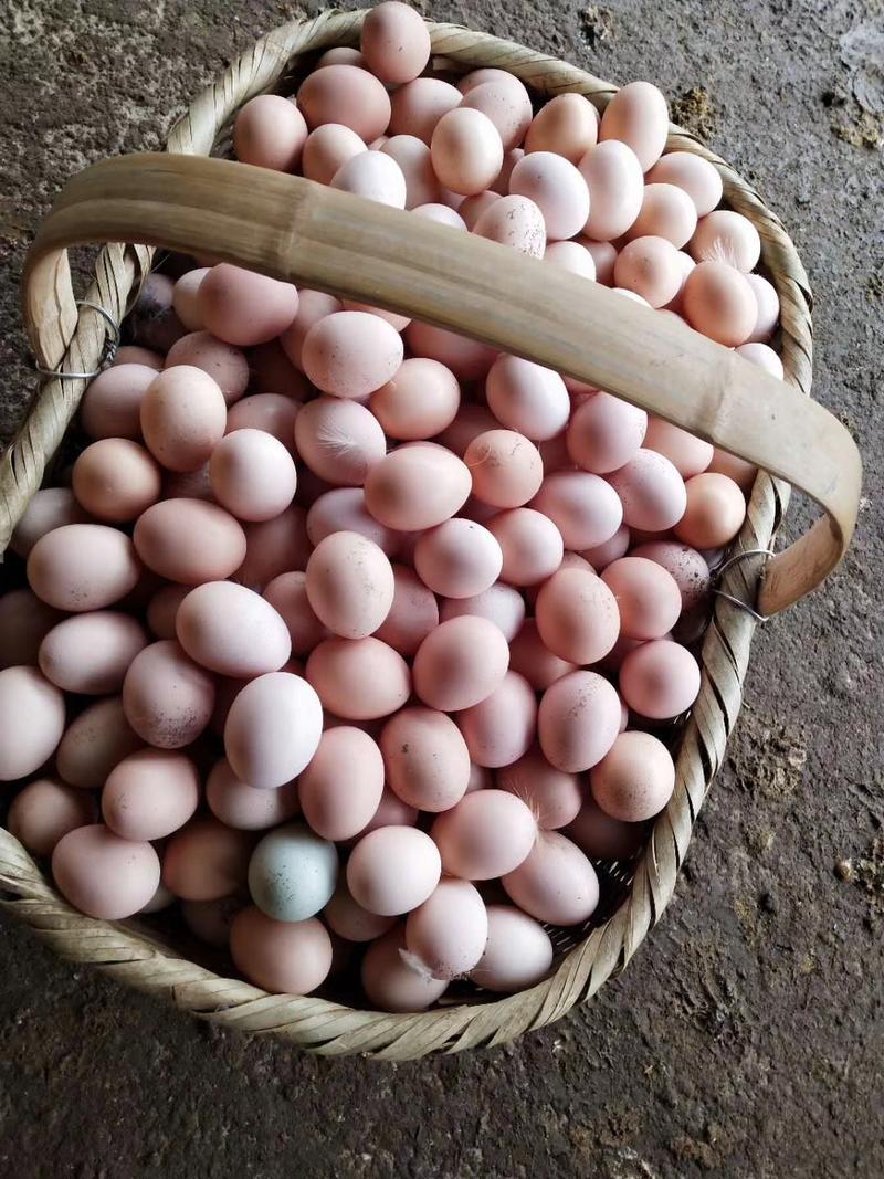 初生蛋山林散养土鸡蛋营养丰富五谷杂粮喂养